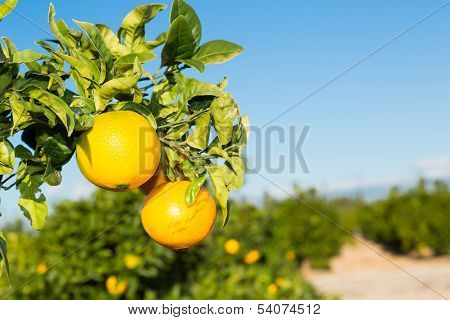 Valencia Orange Trees