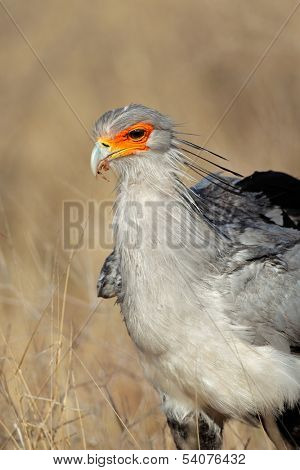 Portrait of a secretary bird (Sagittarius serpentarius), Kalahari, South Africa 