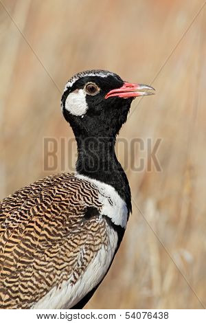 Male white-quilled Bustard (Afrotis afraoides), Kalahari desert, South Africa 