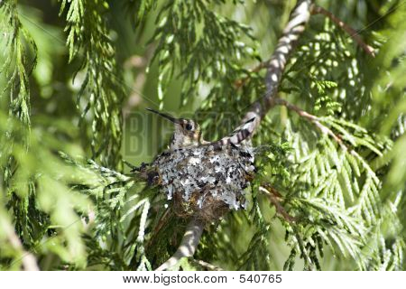 Nesting summende fugl