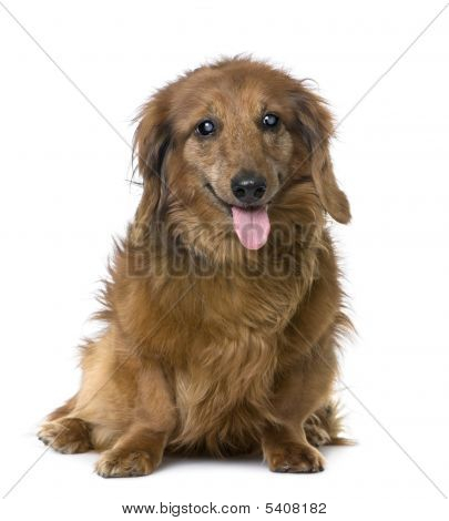 สุนัข Sightless เก่า: Dachshund (15 ปีเก่า)