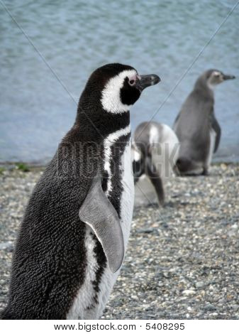パタゴニアのマゼラン ペンギン