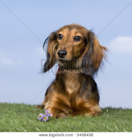 ลูกสุนัข dachshund (5 เดือนเก่า)