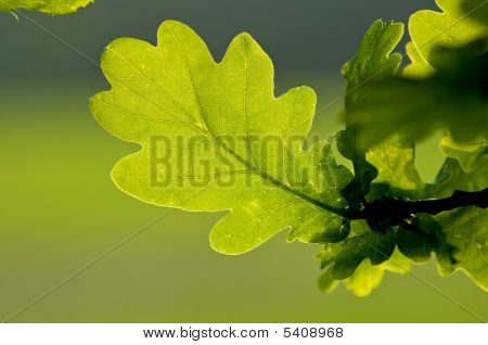 Oak lehdet