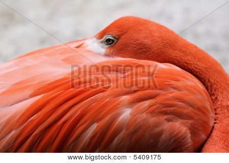 Pink Flamingo Resting