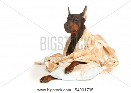 Very Sick Dog Under A Blanket, Isolated On White