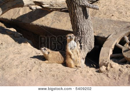 Meerkats