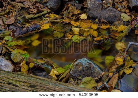 Autumn Creak With Leavs And Slow Water