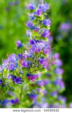 blueweed flowers in nature