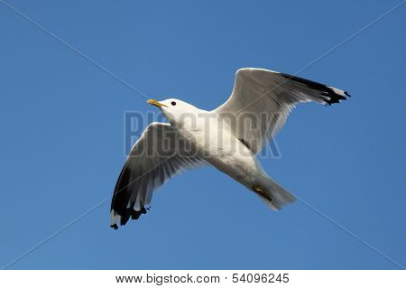 The image of fliing seagulls
