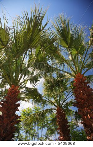 Rajongó pálma fák