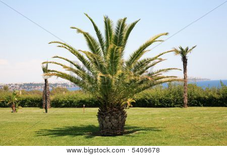 Rajongó pálma fák