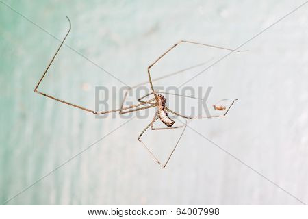 Holocnemus
