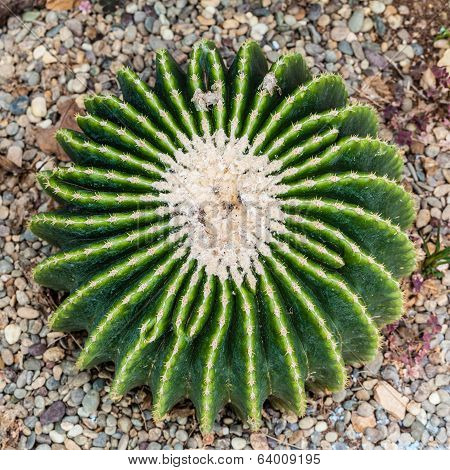 Echinocactus Grusonii Brevispinus