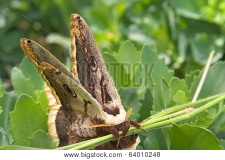 Large Emperor Moths