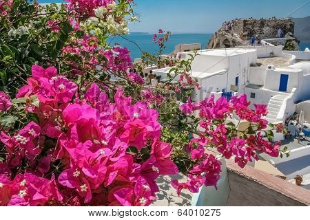 Balcony With Bougainvillea On The Island Of Santorini