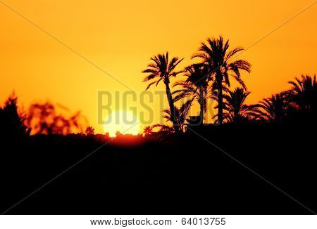 Morocco, sunset silhouette of palm trees