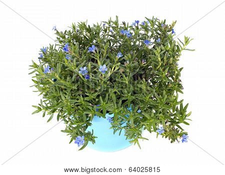Lithodora