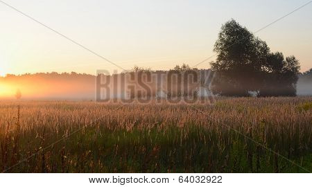 Dawn. Foggy Morning In August