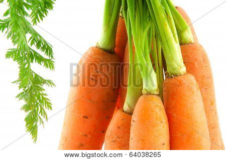 Bunch Of Fresh Baby Carrots On White Background.