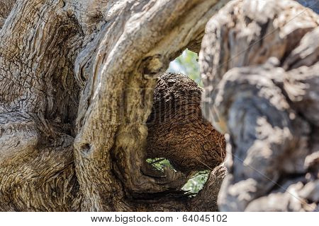 Twisted Tree Trunk