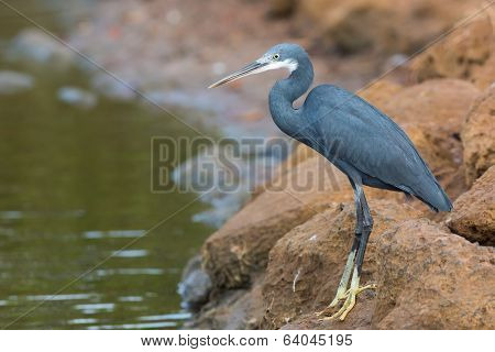 A Western Reef Heron Standing On Rocks Above The Tide Line