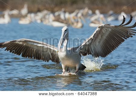 Pink-backed Pelican Landing For A Strike On Fish