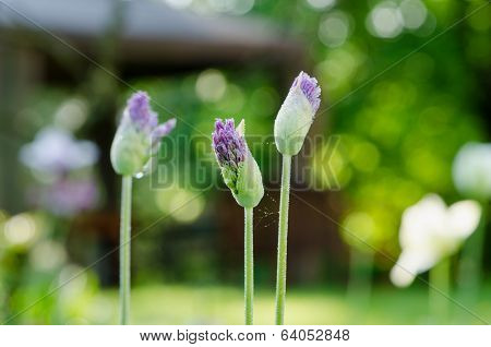 Unexpanded Garlic Flower Buds With Dew Drops