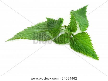 Medical Herbs - Leaf Of Nettle