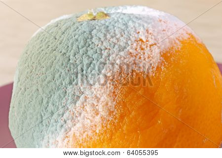Rotten Orange