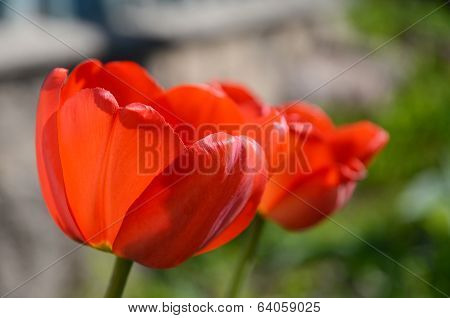 Tulips At Home