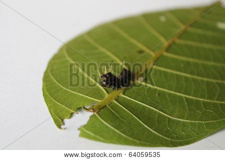 eacles imperialis caterpillar