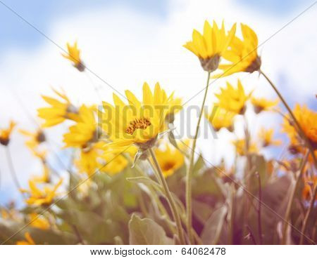 a bunch of pretty balsamroot flowers done with a soft vintage instagram like effect filter