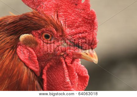 Rooster Head From Home Farm