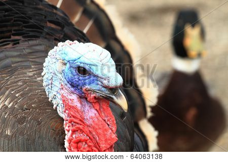 Color Head Of Turkey