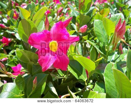 Pink Mandevilla Flower