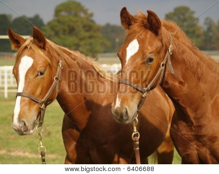 zwei Weanling Pferde