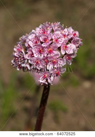 Darmera peltata, indian rhubarb or umbrella plant