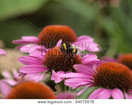 Bumblebee on Echinacea