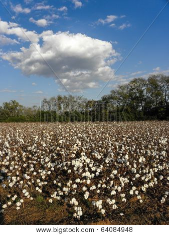 Alabama Cotton Field