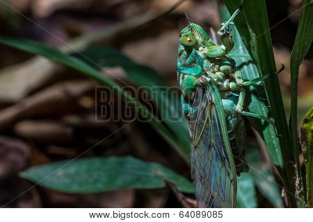 Green Cicada At Brazil Jungle.