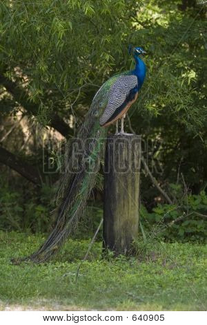 Pavo real en reposo