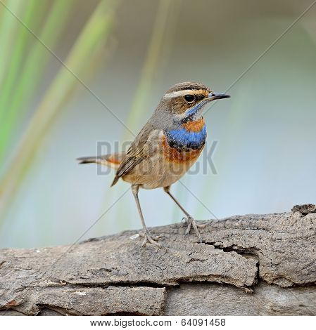 Male Bluethroat