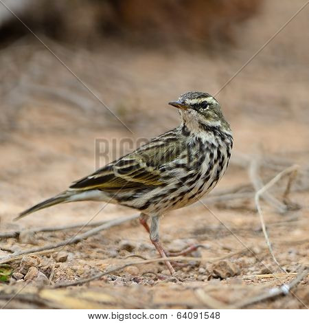 Rosy Pipit