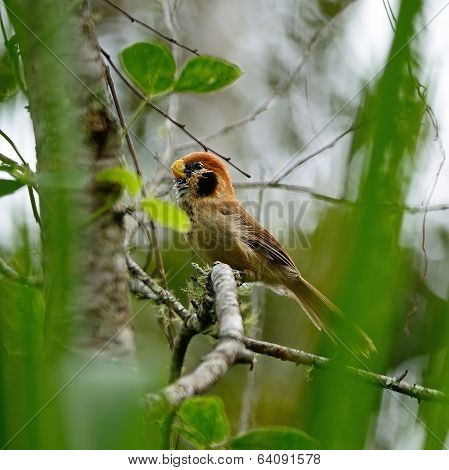 Spot-breasted Parrotbill