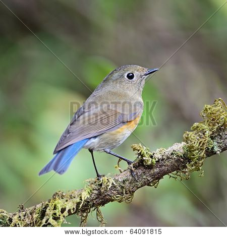 Female Himalayan Bluetail