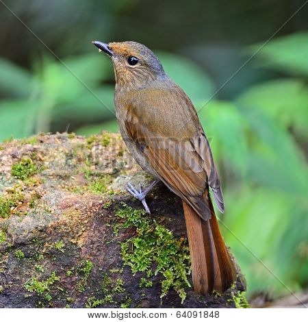 Female Large Niltava