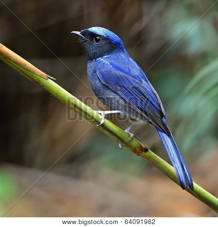 Male Large Niltava