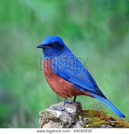 Male Chestnut-bellied Rock-thrush