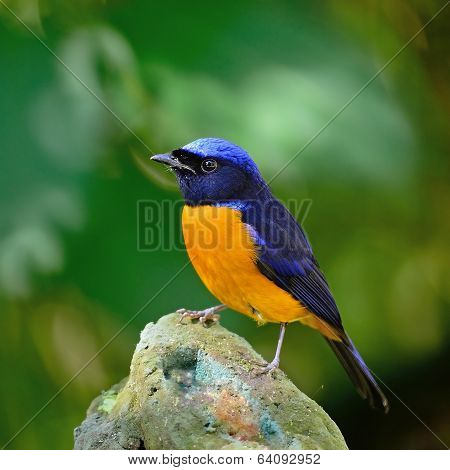 Male Rufous-bellied Niltava